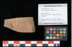 Foto (Objekt + Etikett) von Pinus praepumilio Ettingshausen (NHMW-GEO-2024-0188-0255)